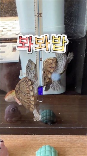봐봐밥 #거북이밥주기 #거북이밥 #turtlefeeding #turtlefood #petturtle