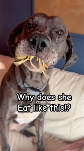 My Dog Eats Spaghetti Like This… I Was Not Prepared 🍜🐶