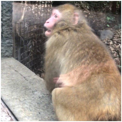 8.1M views · 394K reactions | This Monkey's reaction to magic tricks is priceless!  | MetDaan Animals | Facebook