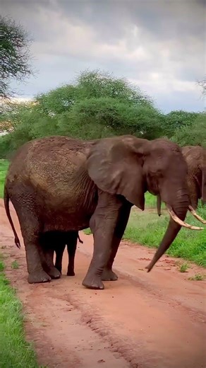 elephant on the way #vacation tour🌍🌍🇹🇿🇹🇿Tanzania is blessing #Erick&secy ❤❤📸📸📸 #shorts