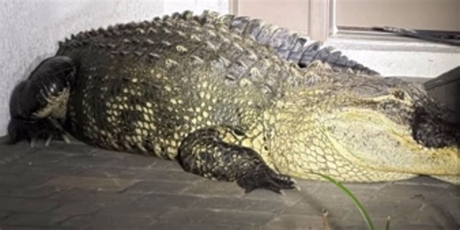 See it: Florida deputies wrestle massive 600-pound, 14-foot gator