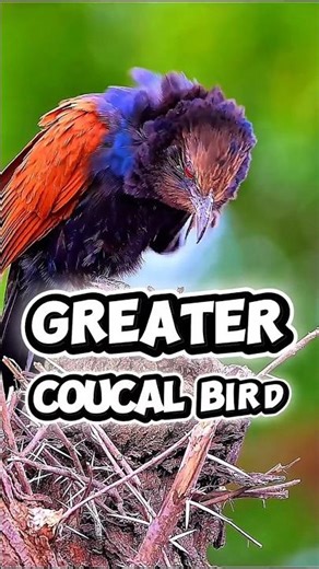 Greater Coucal Bird 😱🐦|The Biggest Enemy Of Snakes 🐍😱 | #shorts #facts #coucal #birds #new