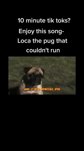 Loca the Pug Song | Heartwarming Tale of a Special Pug in Belfast