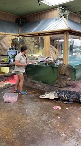 136M views · 210K reactions | Well this is the first time Darth decided to jump out when Juliette was feeding  she raised him from a baby gator  so besides feeding time hes a sweetheart, as you can tell ❤️ | The Reptile Zoo | Facebook