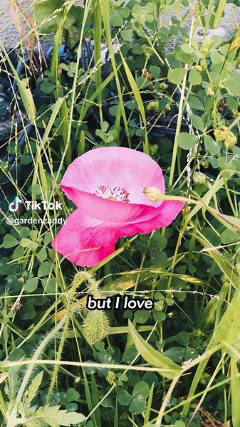 Corn poppy (papaver rhoeas) is often regarded as a weed, and prior the advent of herbicides it could be commonly seen in agricultural settings. It’s a bit flimsy as far as wildflowers and flowers go, but I find beauty in the varied colors I find in my garden each day. Pollinators also love it, and I think it certainly looks a whole lot better than bare soil or grass, but what do you think? #commonpoppy #cornpoppy #wildflower #wildflowers #wildflowergarden #wildflowerseason #growflowersnotlawns #