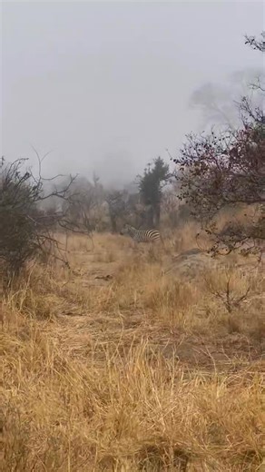 288K views · 3.7K reactions | Two lions caught this zebra!!! This was...