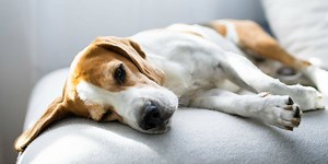 Quels sont les symptômes d'un cancer chez le chien ?
