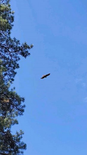 a red tailed HAWK flies and shrieks loud