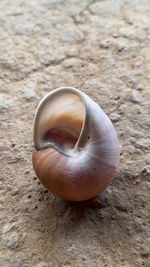 3.1M views · 16K reactions | #reels #fb #fyp #fypシ #reel #restoration #viralvideo #viral #video #foryou #newfeed #pageforyou #diy #restore #art #reelsviralfb #fbreelsvideo #virals #viralpost #viralpost2024 #diycrafts #craft #crazy #satisfying #tiktok #tiktokviral #tips #tools #shells #snails | Natalie Davis | Facebook