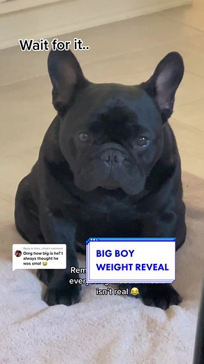 French Bulldog Weight Revealed - How Big Do French Bulldogs Get?