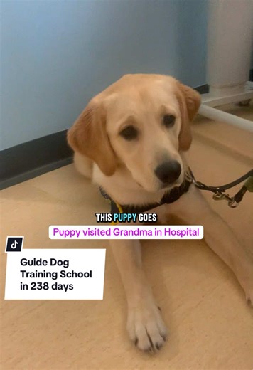 Guide Dog Training School in 238 days. Now 6 months old the guide dog puppy still lives with her puppy raisers. They are volunteers with guide dogs UK. They provide socialisation and visit appropriate places with the puppy. As promised here is more footage from us visiting Grandma in hospital yesterday. I hope that you think it’s appropriate for her to go into hospital. The staff certainly welcome her and she brings a smile to the patients. #guidedogpuppy #futureguidedog #puppyraising #puppytrai