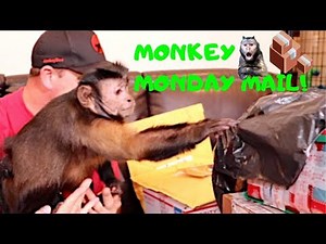 Monkey Monday Mail Time With Capuchin MonkeyBoo!