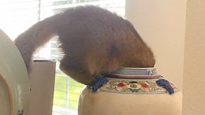 Cozy cat snuggles under heat lamp