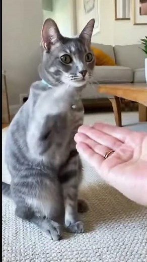 A highly trained cat solves puzzles, opens doors, and responds to voice commands