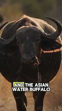 The Great Mix-Up: Bison vs Buffalo Explained!