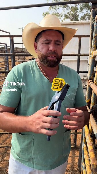 Ear Tagging Process in Cattle Farming