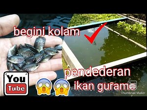 Begini kolam pendederan ikan gurame - sukses budidaya gurame