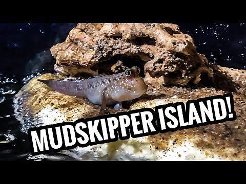 The Mudskipper and Puffer Brackish Paludarium