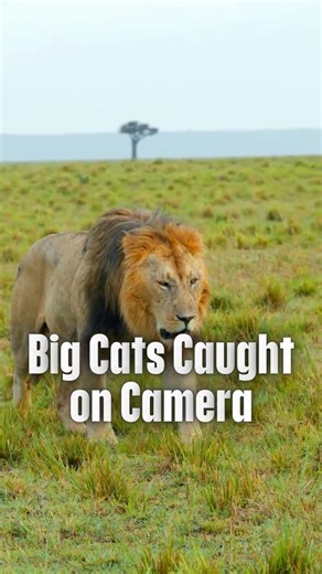 "Big Cats Caught on Camera" #bigcats #shorts