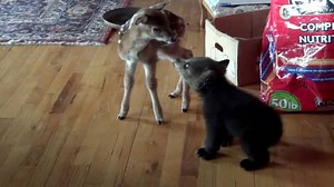 40M views · 48 reactions | This is awesome. Unlikely friends meet for the first time! | This is Happening | Facebook