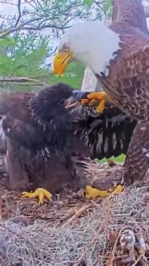 PEANUT, that's not food, that's Dad's foot😂