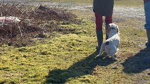 Dogs chasing sheep … TELL ME .. in VERY simple English … Which is the better welfare association for either animal? … The first one - where the dog will chase and worry/attack the sheep with full intent? …. Or the second - where the dog wants absolutely nothing whatsoever to do with either the sheep or a newborn lamb? (The dog in the second clip is NOT wearing an electronic training collar). In both instances, the dog is ‘on a lead’ … FarmingUK Dartmoor National Park National Association of Regi