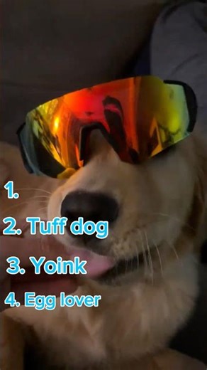 Funny cats and dogs #Funny #Lol #TryNotToLaugh #Dog #Cat #Animals #Pets