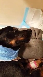163K views · 9.9K reactions | Chapman update*** dog with embedded...
