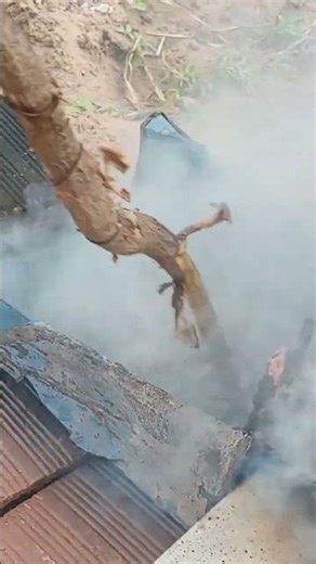 How to roast chestnuts #shortvideoviral