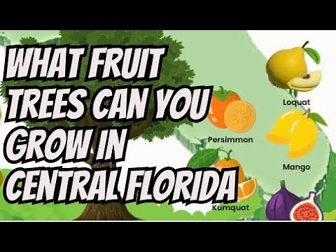 What Fruit Trees Can You Grow in Central Florida
