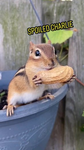 Spoiled Charlie #chipmunk #spoiled #cute #adorable #FallAesthetic #fyp #foryou #animals #wildlife #funny #peanut #xyzbca #animalsdoingthings #comedy