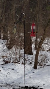 1.7K views · 35 reactions | This weekend was the Audubon Society's...