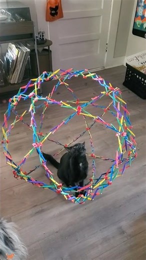 Best Cat Fails Moments 😹☠️