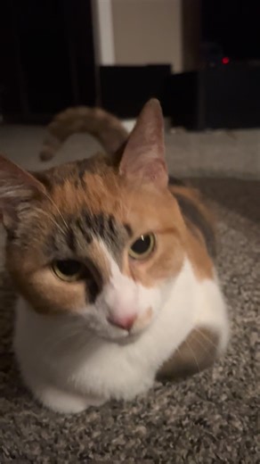 Purring with her mouth open?? How can she be this adorable? 😭❤️ #wobblycat #catvideo #calicocat #calico #cutecat #catsoffacebook #asmrvideo #asmr | Adathecalicocat