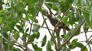 Indian Myna Birds sitting on the tree. Its other names Common myna and mynah. This is a bird of the starling family Sturnidae. This is a group of passerine birds. Slow motion video. Stock Video