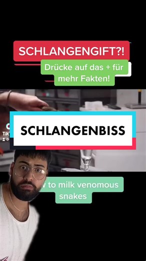 Schlangenbiss?! Erste Hilfe und Fakten über Schlangengift