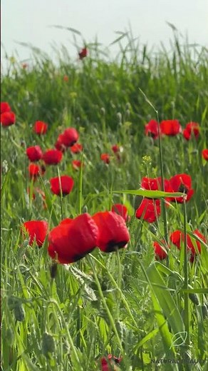 Spring Bliss 🌸 Walking Through Red Tulip Fields | Nature Relaxation #tulip #nature #travel