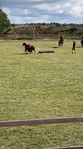 119K views · 424 reactions | Bad pony lol And for those of you think...