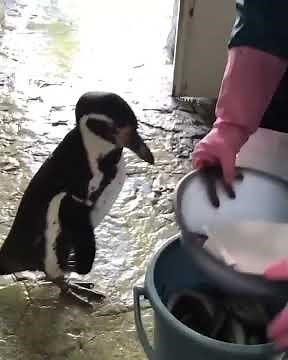penguin Eating Fish together