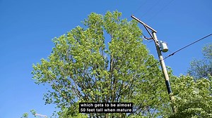 9.2K views · 294 reactions | Gateway to Tree Science, our new living...