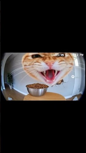 Cat Blasts Through the Wall 😱🐱💥