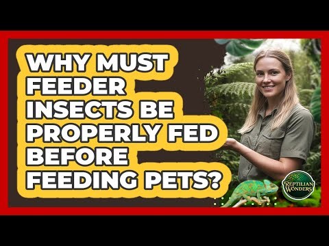 Why Must Feeder Insects Be Properly Fed Before Feeding Pets?