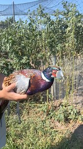 24K views · 351 reactions | Watch him grow up! | Pete’s Pheasant Farm | Facebook