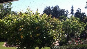 The swarm closes in on the lemon tree