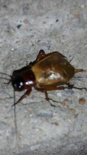 Night insect loud sound