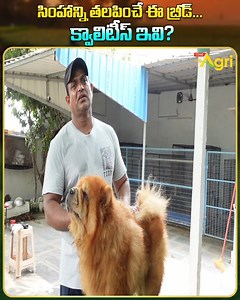 62K views · 472 reactions | Chow Chow Dog Breed Information and...