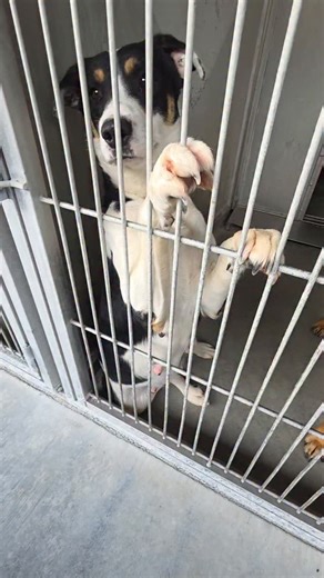 iloverescue on Instagram: "🚨 SCHEDULED FOR EUTHANASIA TODAY, 12/20 @ 2 PM 🚨 Panda sat in her kennel, back legs stretched, paws gripping the bars, quietly begging to be seen. Her sister, Little Girl, was right beside her, sharing the small comfort of being together in a world that had been unkind. Just days before her spay surgery, you could see the sadness in her eyes, the desperate hope that someone would notice them. Both girls have survived confiscation, surgery, and recovery—