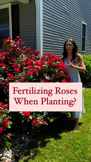 Roses love fertilizer (ever heard the expression weakly weekly to describe a rose feeding schedule?), but when planting a new rose you shouldn’t fertilize. When transplanting, your new plant is focusing on establishing its roots in a new area. A fertilizer application can cause burn on the new delicate roots, and tells the plant to focus on green growth or flower bud production when your plant really needs to focus on getting established. Once your rose is established and happy, then you can sta