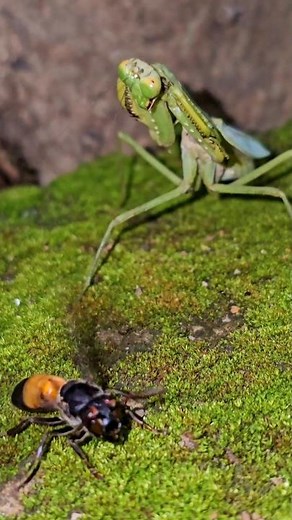 Praying Mantis Hunts a Wasp - Nature's Fierce Predator