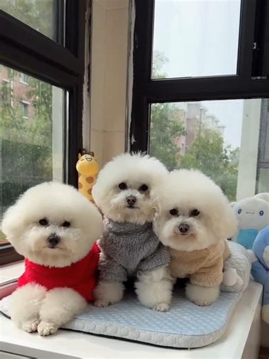 59 reactions | ❄️Make your fur kid's winter warm and cozy with this coral velvet jumpsuit, ✨featuring a back zipper design for easy on and off. | Defnpacious | Facebook